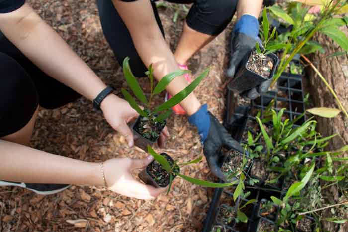 One Tree Planted trees