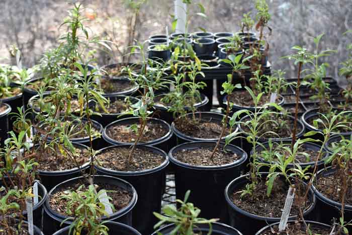 One Tree Planted trees