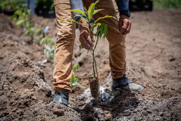 one tree planted