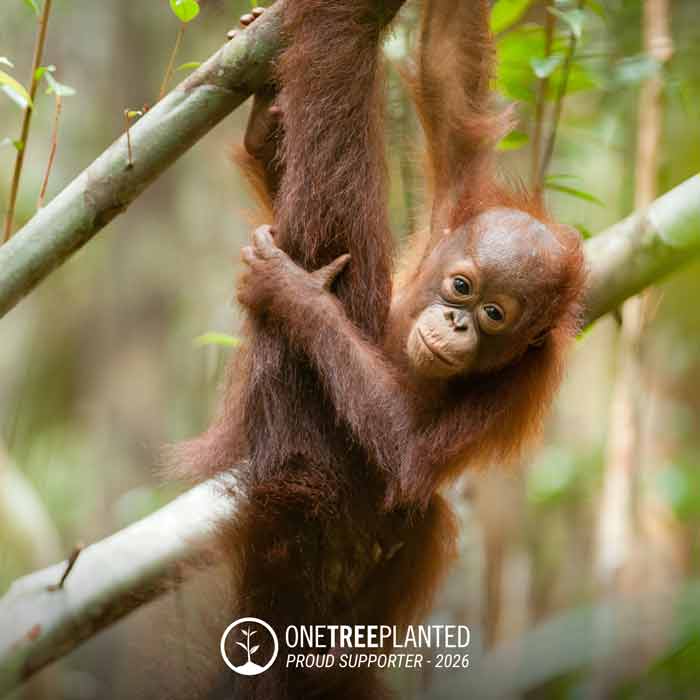 Orangutan